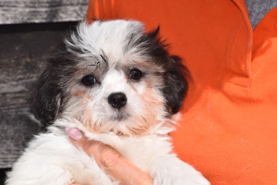 Havanezer (teef) 36226