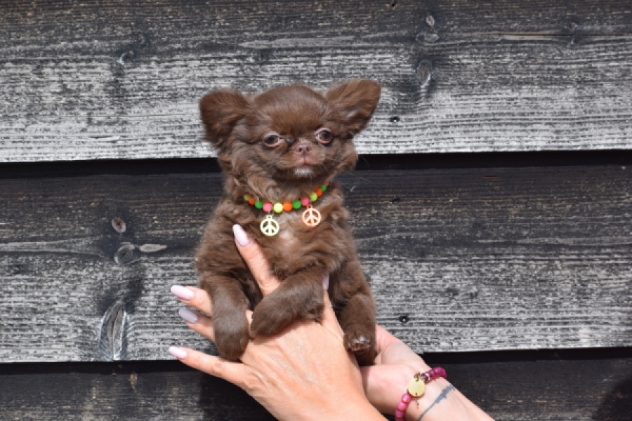 Chihuahua (teef) 00733