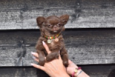 Chihuahua (teef) 00733