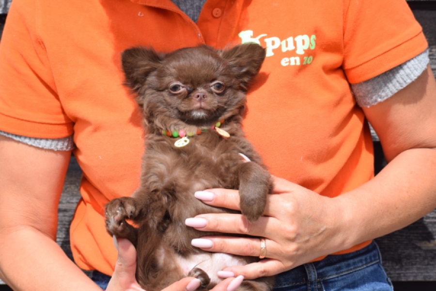 Chihuahua (teef) 00733