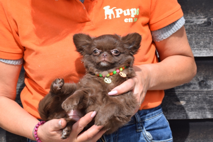 Chihuahua (teef) 00733