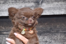 Chihuahua (teef) 00733