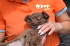 Chihuahua (teef) 00726