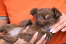 Chihuahua (teef) 00726