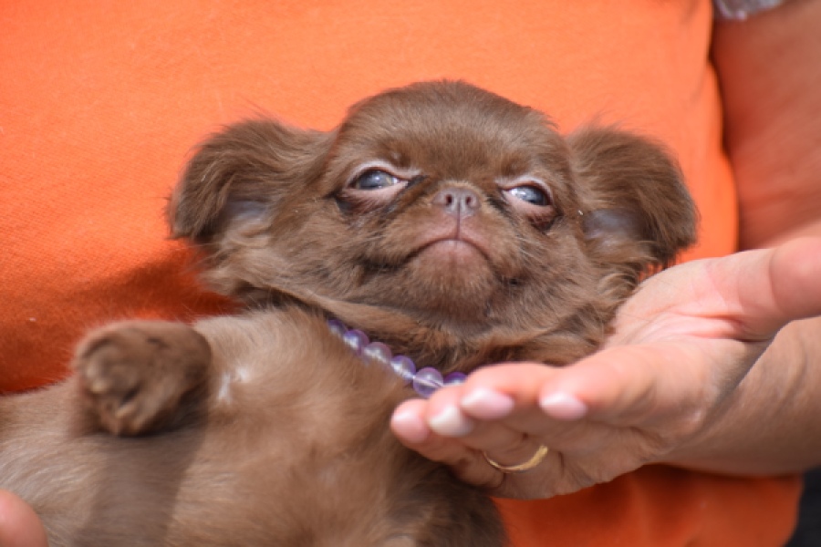 Chihuahua (teef) 00726