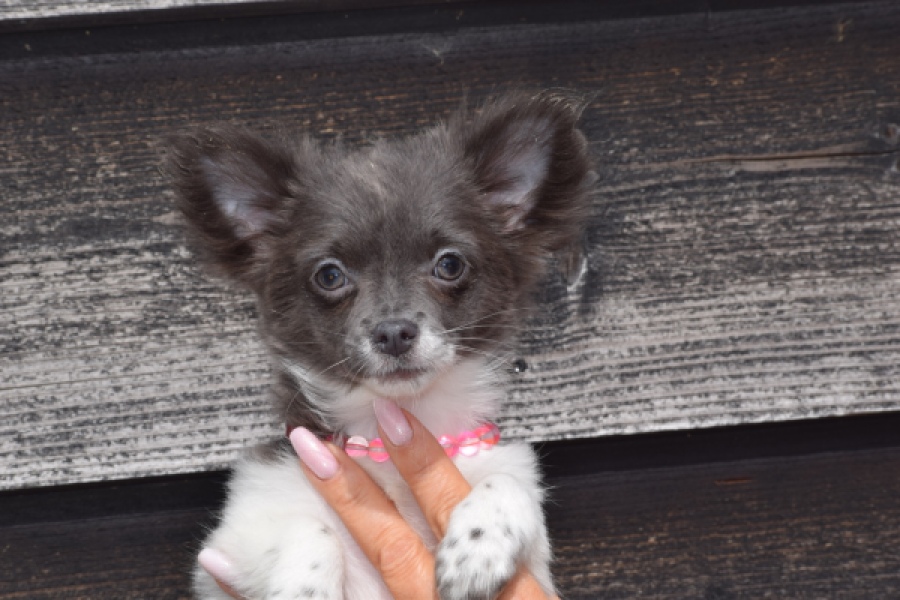 Chihuahua (teef) 00913