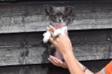 Chihuahua (teef) 00913