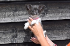 Chihuahua (teef) 00913