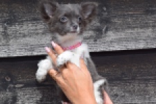 Chihuahua (teef) 00913
