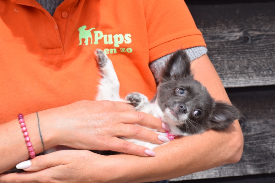 Chihuahua (teef) 00913