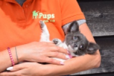 Chihuahua (teef) 00913