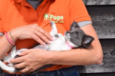 Chihuahua (teef) 00913