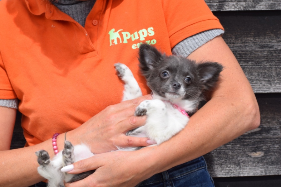 Chihuahua (teef) 00913