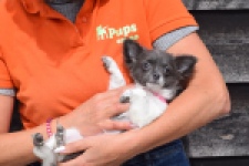 Chihuahua (teef) 00913