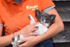 Chihuahua (teef) 00913