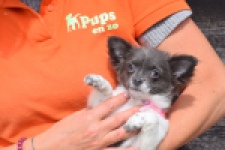 Chihuahua (teef) 00913