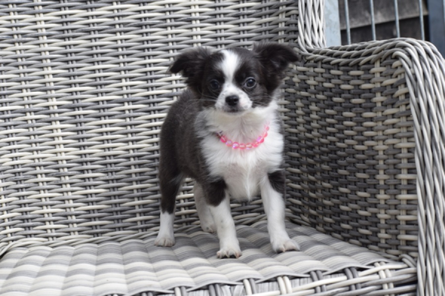 Chihuahua (teef) 01634