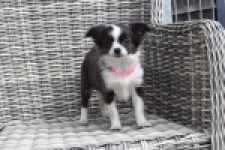 Chihuahua (teef) 01634