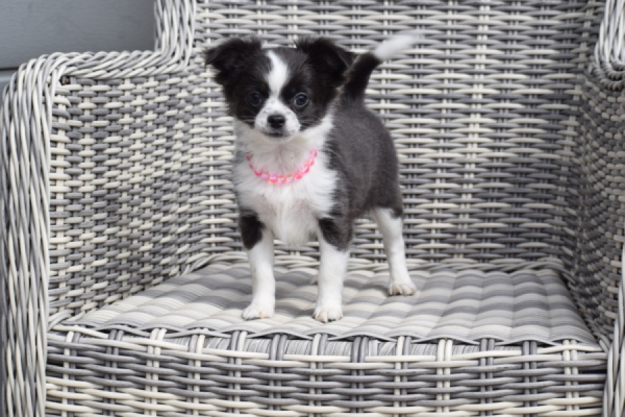 Chihuahua (teef) 01634