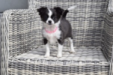 Chihuahua (teef) 01634