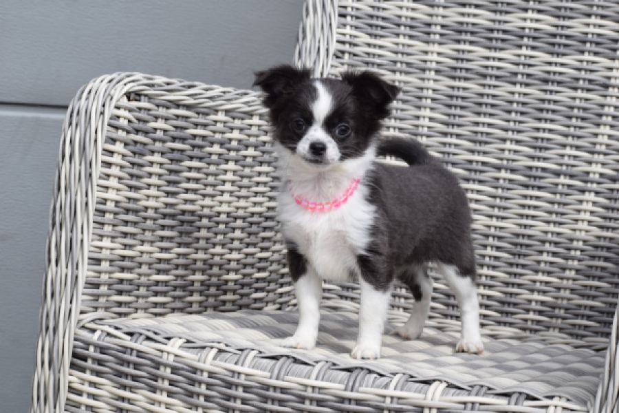 Chihuahua (teef) 01634