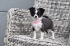 Chihuahua (teef) 01634