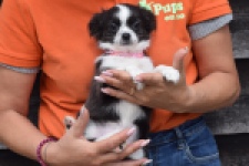 Chihuahua (teef) 01634