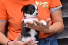 Chihuahua (teef) 01634