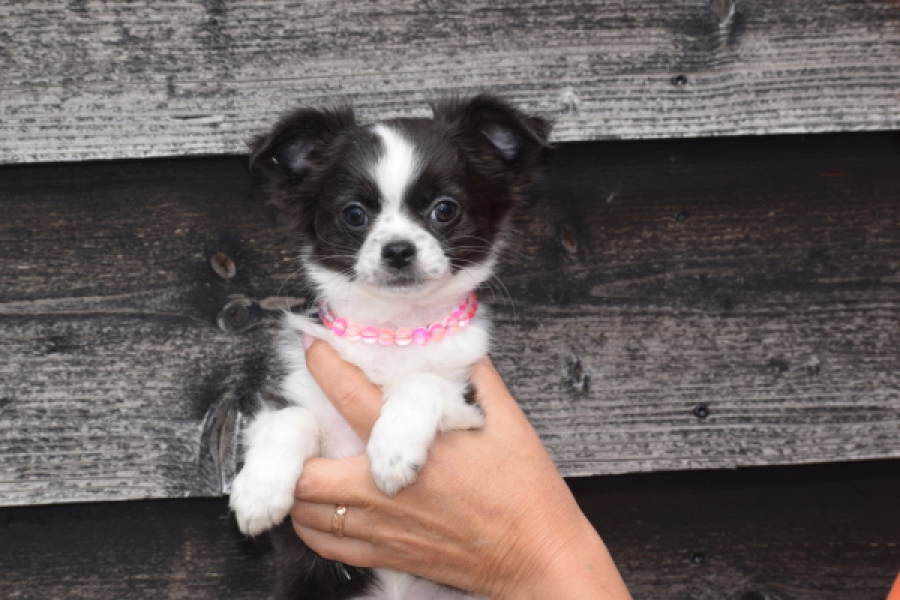 Chihuahua (teef) 01634