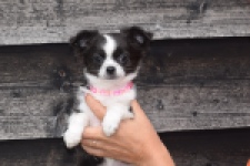 Chihuahua (teef) 01634