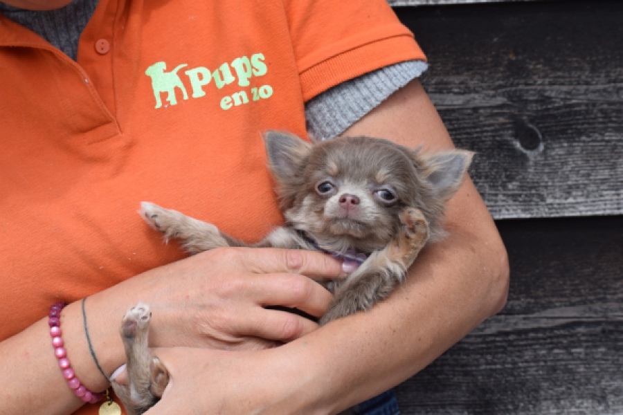 Chihuahua (teef) 36224