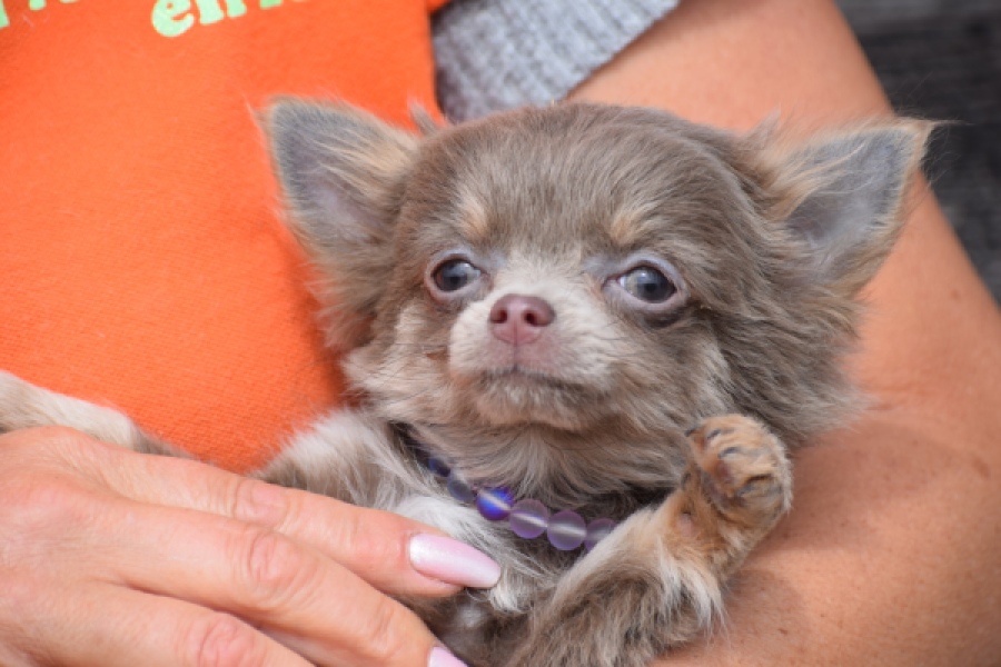 Chihuahua (teef) 36224