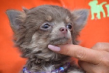 Chihuahua (teef) 36224