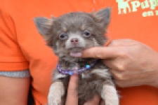 Chihuahua (teef) 36224