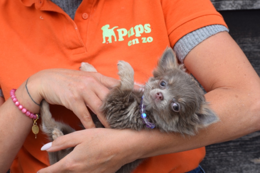 Chihuahua (teef) 36224