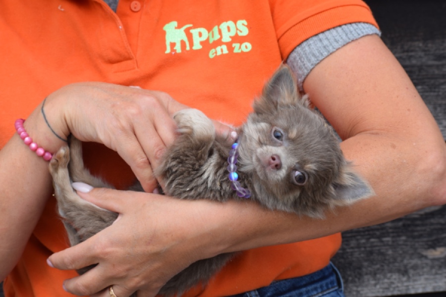 Chihuahua (teef) 36224