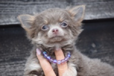 Chihuahua (teef) 36224