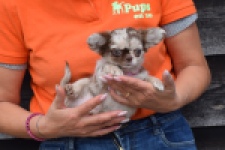 Chihuahua (teef) 00730