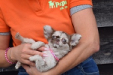 Chihuahua (teef) 00730