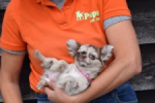 Chihuahua (teef) 00730