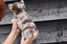 Chihuahua (teef) 00730