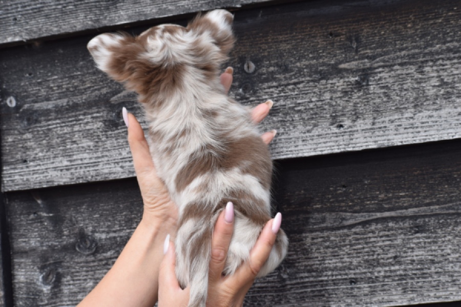 Chihuahua (teef) 00730