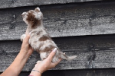 Chihuahua (teef) 00730