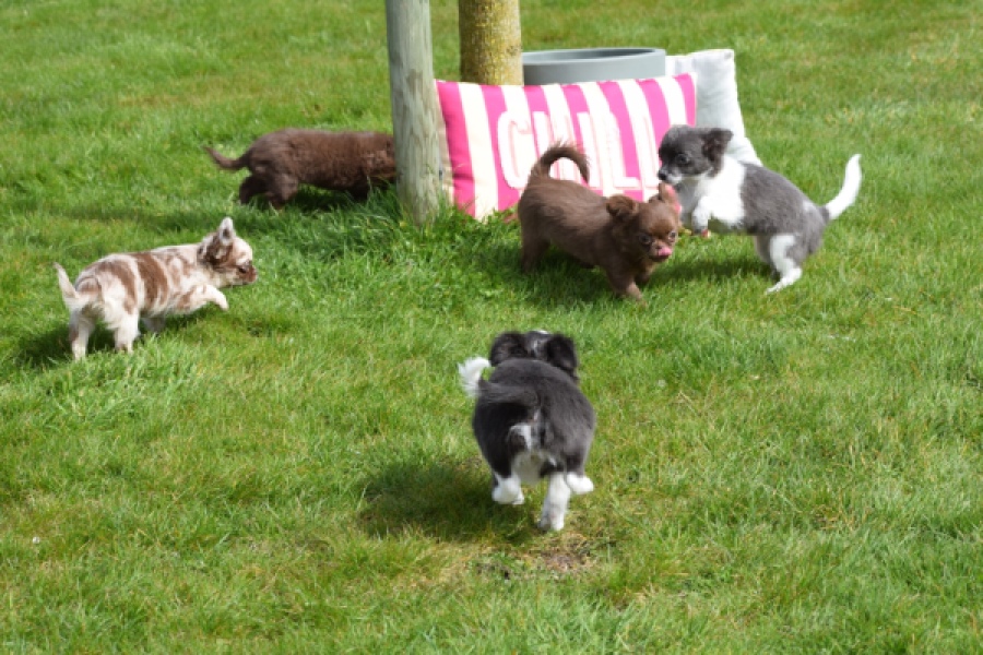 Chihuahua (teef) 00730