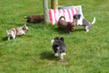 Chihuahua (teef) 00730