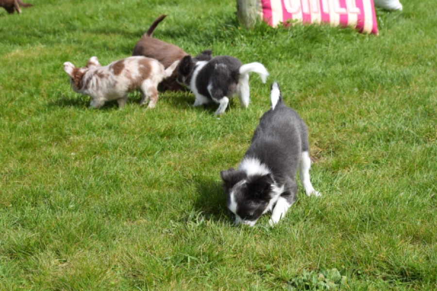 Chihuahua (teef) 00730