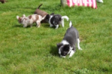 Chihuahua (teef) 00730