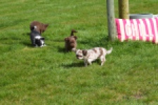 Chihuahua (teef) 00730