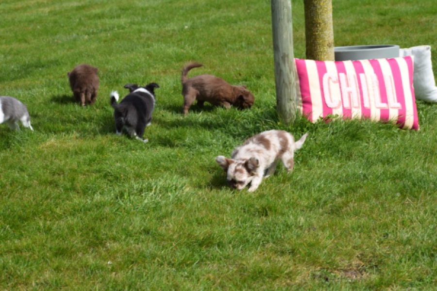 Chihuahua (teef) 00730