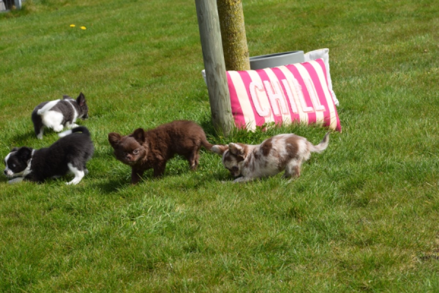 Chihuahua (teef) 00730